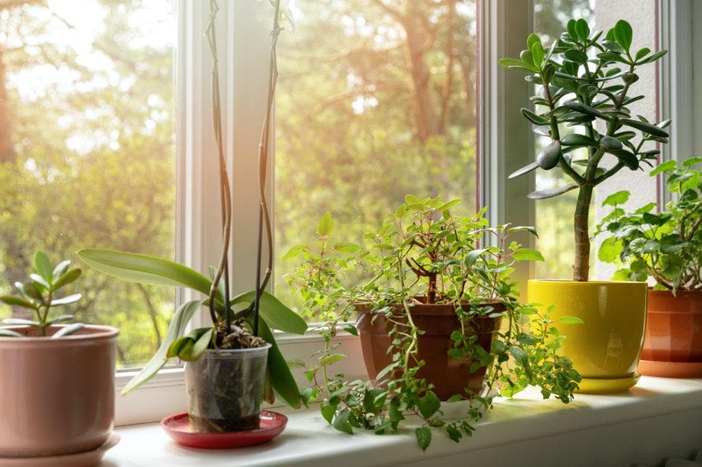 Xu hướng thiết kế Đưa thiên nhiên vào không gian sống — ảnh 3